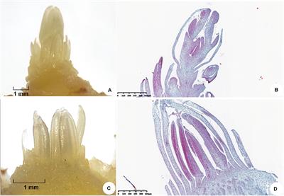 Screening of Key Proteins Affecting Floral Initiation of Saffron Under Cold Stress Using iTRAQ-Based Proteomics